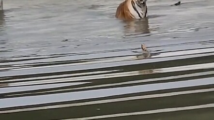 Harimau menangkap bebek