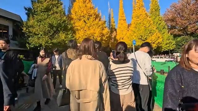 【Omotesando to Jingu Gaien】Through the Golden Ginkgo Avenue｜A Vibrant, Internati