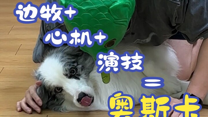 Border Collie + licik + akting = Oscar