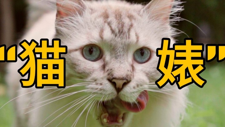 No way! Are you still on level 5?! ~The Cat's Thousand-Layer Tricks~