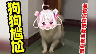Anjing juga bisa malu jika diajak bermain-main! ! !