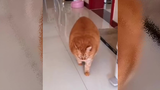 Setelah Mengirim Kucing Jingga Pada Nenekku...