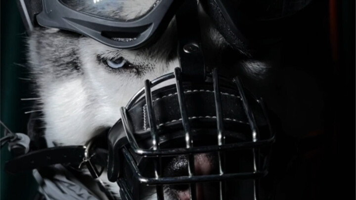 مش مسموح لـ هاسكيينا يخسّروا فريق البوليس الكلابي!