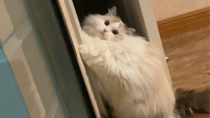 แมวที่บ้านฉันเหมือนน้ำเต้าฤดูหนาวเหรอ?