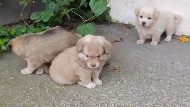 Oh my, I woke up early this morning and found three little cuties in the yard—what should I do?