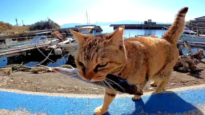 【Animal circle】「Meow-jor harvest!」Cat happy to receive fishes from locals