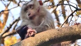 Newborn Mom Kick Out From The Tree Very High After Gave birth