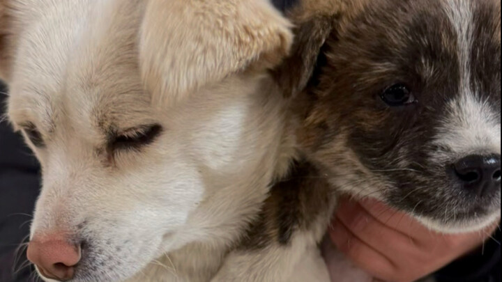 มาอีกแล้ว สุนัขตัวน้อยมาขอฉันกินหม่าล่าถัง นี่เป็นตัวที่ 34 แล้วนะ