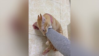 Mỹ Diệu thương tui ghê 🥲 vitaminmèo cats mèo