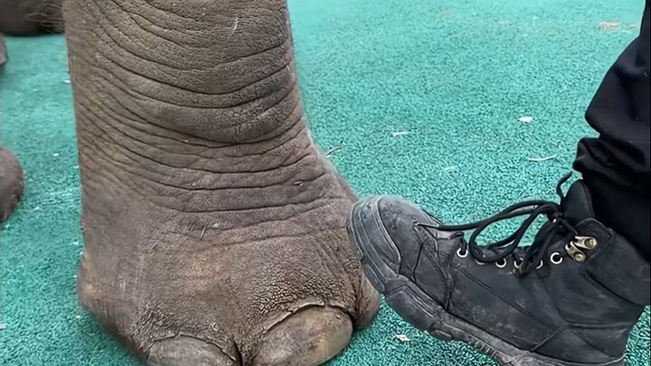 Elephants actually walk in “high heels,” and as kids, they don’t even recognize their own trunks!
