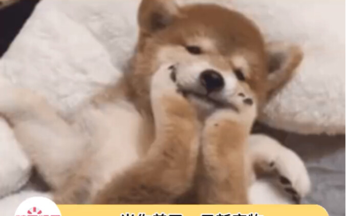 ใครจะปฏิเสธเซอร์ไพรส์ลูกสุนัขได้ล่ะ อะๆๆๆ