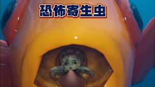 Không may ăn phải thịt thú rừng có ký sinh trùng, điều gì sẽ xảy ra, cá biển có ký sinh trùng không?