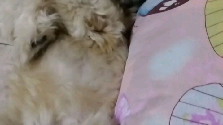 Jinho 🐶😴💤