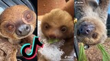 Sloths being lazy and cute - TikTok Animal Compilation