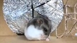 Animals｜Unstoppable Hamster 