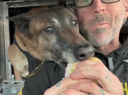 美国警察不会嫌弃警犬的口水