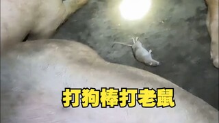 Beating a dog with a stick