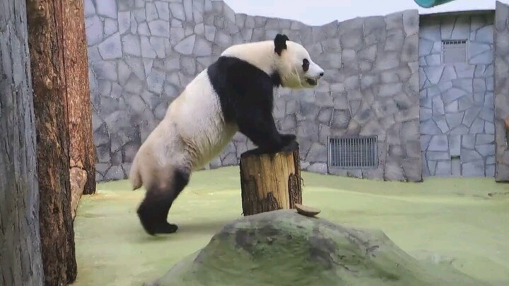 【حديقة حيوان موسكو】 الدب الماهر رويي روي