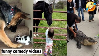 Top10 best funny animals comedy videos 🤣 dogs vs cat 😁fight best viral clip #dogshorts