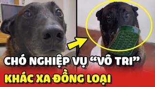 Chú chó nghiệp vụ "VÔ TRI" khác xa vẻ NGẦU LÒI của đồng loại 😂 | Yêu Lu