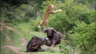 30 TIMES ANIMALS MESSED WITH THE WRONG OPPONENT