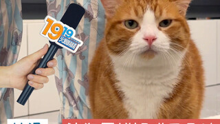 Kucing di rumahku masuk berita