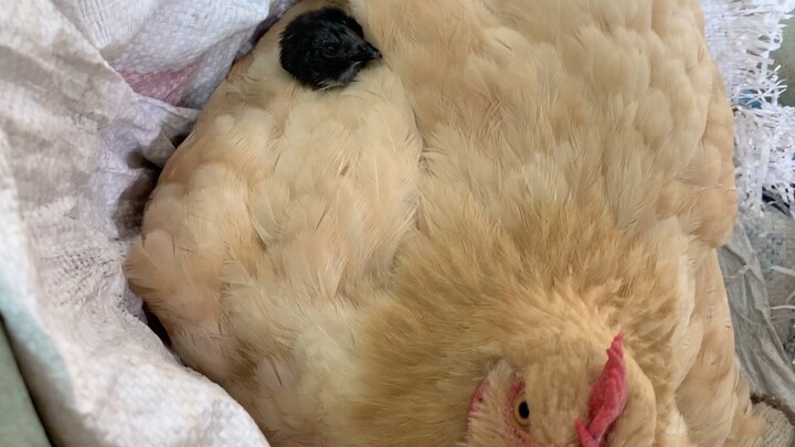 Seperti yang kita ketahui, jika ayam dibiarkan cukup lama, tubuhnya secara alami akan menetas menjad