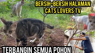 BERSIH-BERSIH HALAMAN CATS LOVERS TV KUCING MALAH PADA BERANTEM
