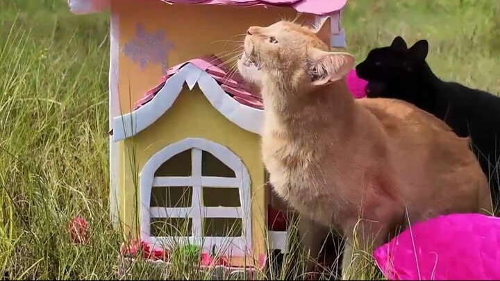 Sami: "100% architect, 0% navigation skills" 😹🏠