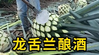 龙舌兰的酿酒过程，看起来很解压！