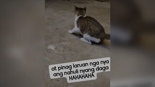 cat&mouse funny video