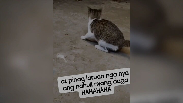 cat&mouse funny video