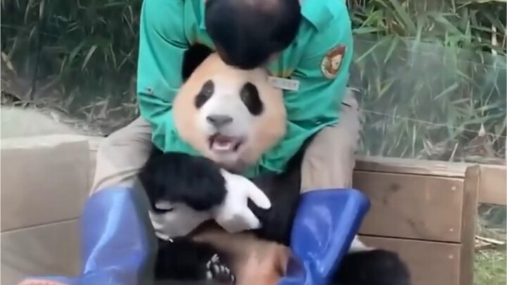 You can tell just by Fu Bao’s smile how happy she is with her grandpa!