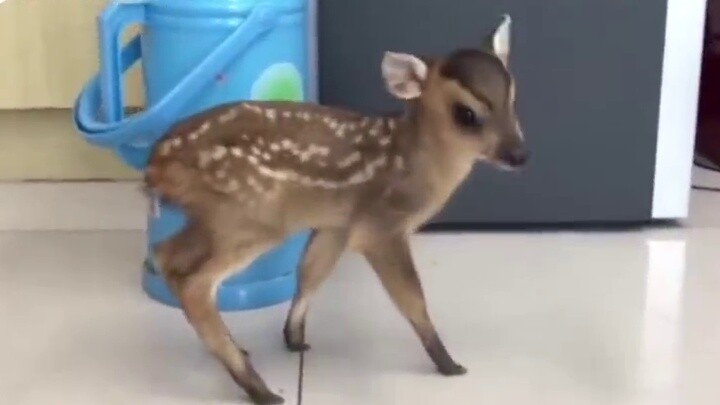 Seekor muntjac kuning kecil yang sangat lucu menerobos masuk ke kantor polisi dan polisi tercengang