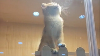 “When the little kitten imagines itself as the Lion King”