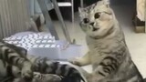 Tổng hợp video hài về loài mèo