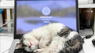 บลีช เทพมรณะ: ถึงเวลาแล้ว ไปกันเถอะ! แมวเหมียว: ไปให้พ้น! เขากำลังจะมารับฉันกลับบ้านแล้ว!