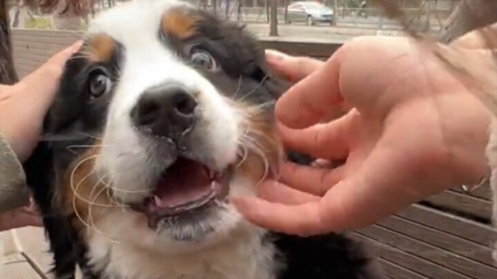 I ran into a cute little boss—so who am I supposed to shake hands with?