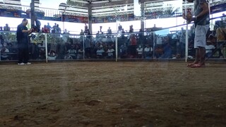 5 stag derby New dauis Cockpit Arena  ACC skailuv GF