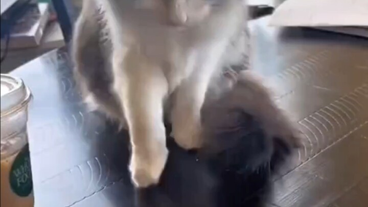 Các bé mèo diễn giỏi đến mức nào?