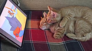 Cat and cat watch Tom and Jerry together