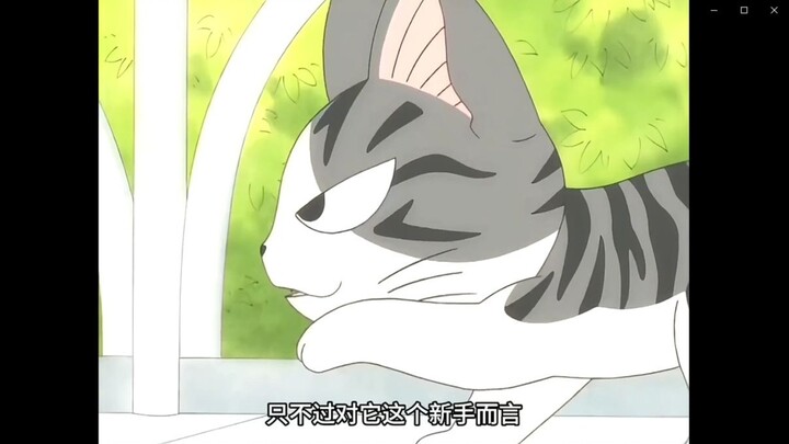当宠物猫出门当野猫的第一天