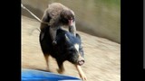 ketika babi dan monyet bekerja sama