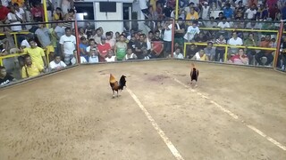 Amlan fiesta 4stag/cock 3rd fight lose.BANILAD FARM