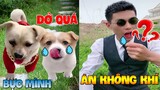 Thú Cưng Vlog | Bông Bé Bỏng Ham Ăn Và Bí Ngô #4 | Chó thông minh vui nhộn | Smart dog cute pets