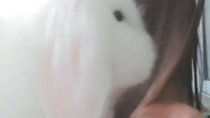 دعوني أُريكم الأرنب الأبيض الصغير~