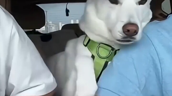 It turns out the doggy likes men more～