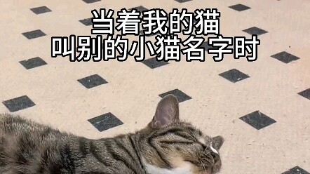 Calling another kitty’s name right in front of my own cat—haha, it’s so hilarious! My little buddy i