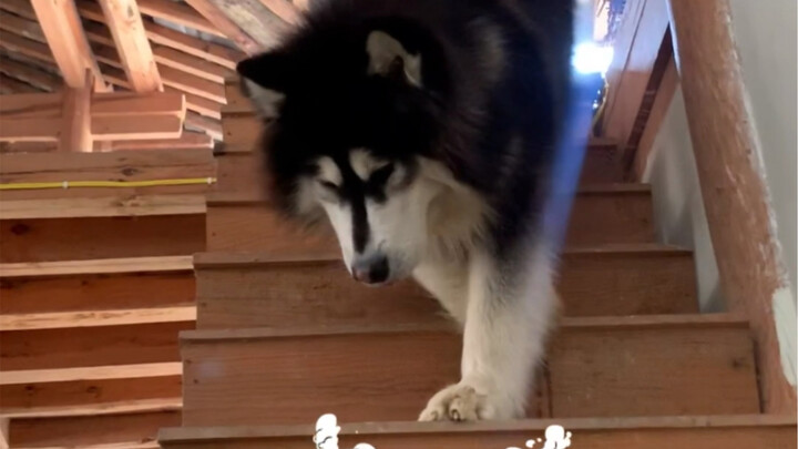 Đại vương, để tôi biểu diễn cho các bạn xem cảnh trai cường xuống cầu thang nhé!