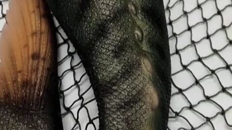 Poseidon